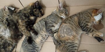 La Senaduría continúan con los operativos de salud animal en todo Iriondo