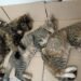 La Senaduría continúan con los operativos de salud animal en todo Iriondo